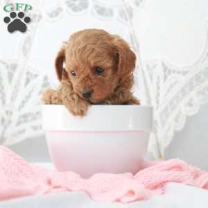 Macy, Toy Poodle Puppy